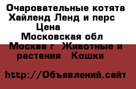Очаровательные котята  Хайленд Ленд и перс  › Цена ­ 4 000 - Московская обл., Москва г. Животные и растения » Кошки   